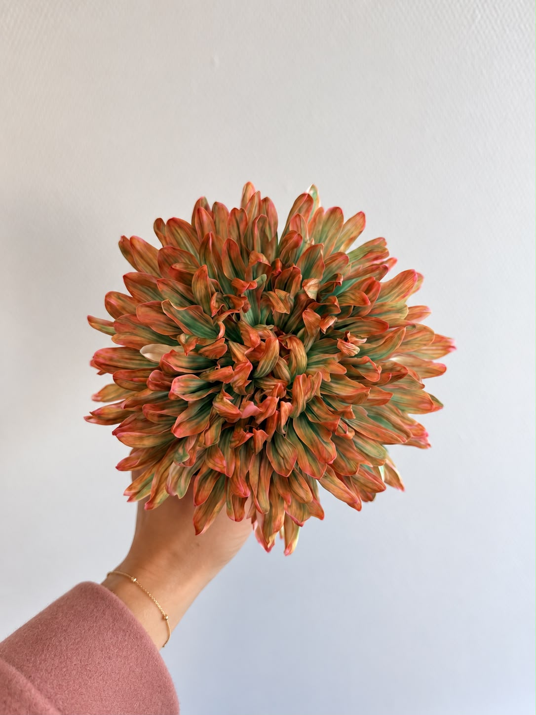 Le chrysanthème moderne : créer un bouquet élégant sans feuillage